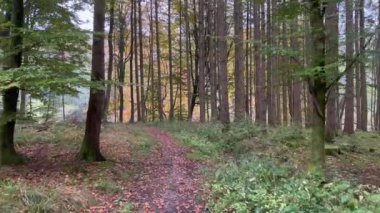 Autumn leaves on pathway amidst trees in forest
