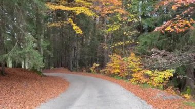 Scenic asphalt winding road amidst trees in forest
