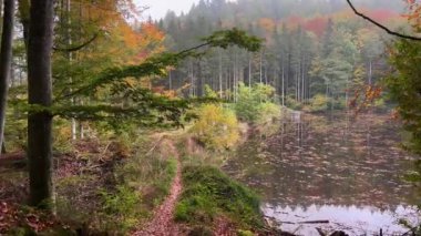 Scenic view of lake amidst autumn forest trees