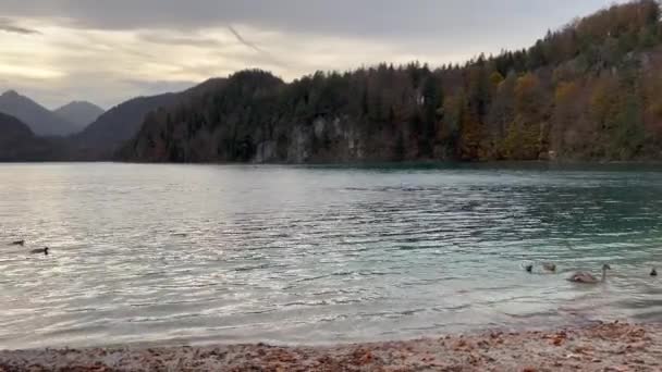 背景の山と湖の水面に浮かぶマガモとミュートスワン — ストック動画