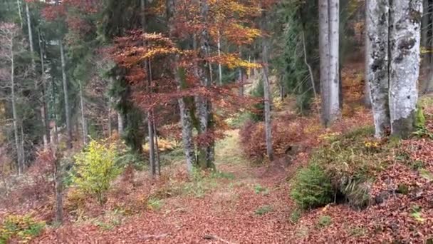 Naturskön Utsikt Över Gräsgången Mitt Bland Träd Skogen — Stockvideo