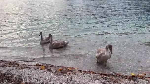 Mallard Ducks Lakeshore Young Mute Swan Walking Out Water Autumn — 비디오