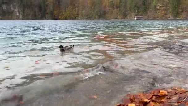 湖面上有绿树成山的野鸭 — 图库视频影像