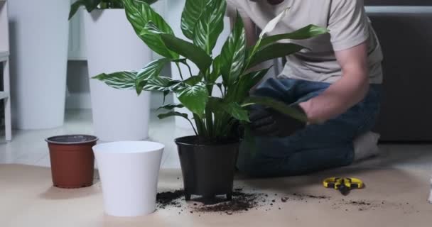 Белый Мужчина Добавляет Почву Цветочный Горшок Содержащий Красивое Растение Мягкой — стоковое видео