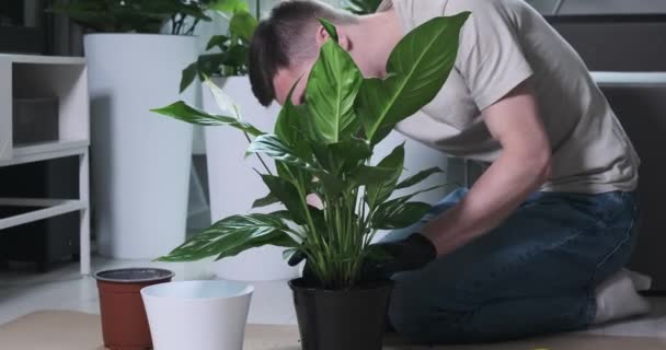 Homem Caucasiano Experiente Habilmente Repots Uma Planta Ficus Sala Estar — Vídeo de Stock