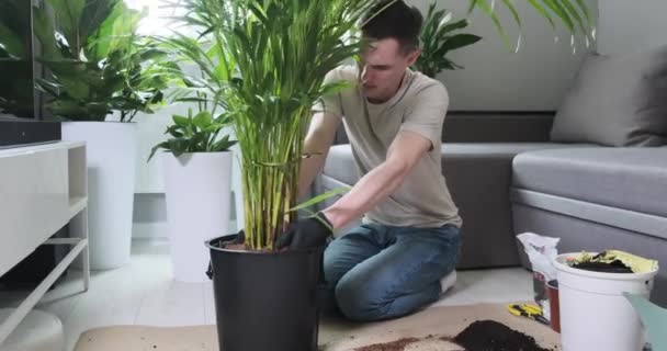 Ein Erfahrener Mann Aus Dem Kaukasus Pflanzt Eine Palme Einen — Stockvideo
