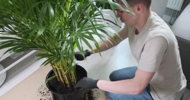 Homem Cuida Diligentemente Uma Palmeira Vaso Com Toque Carinhoso Olho — Vídeo de Stock