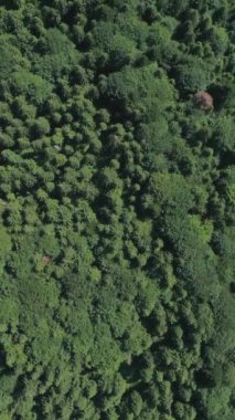 İlkbaharda ormandaki yemyeşil ağaç tepeleri, bu doğal ortamın güzelliği ve yaban hayatının havadan görünüşü. Dikey video.