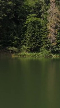 Sükûnet dolu bir göl ya da göletin suyu yemyeşil ormanlarla ve ilkbaharda manzaralı doğal bir manzarayla çevrilidir. Mevsimsel güzelliğin canlı gösterisi. Dikey video.