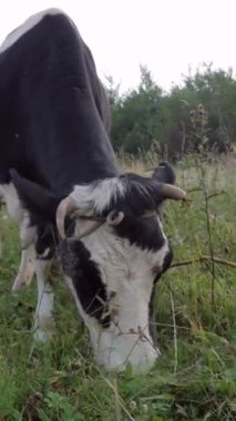 Yeşil bir tarlada otlayan sığır sürüsü, çayır ya da çayır, taze otların tadını çıkarıyor. Doğa, hayvanlar ve vahşi yaşam. Dikey video.