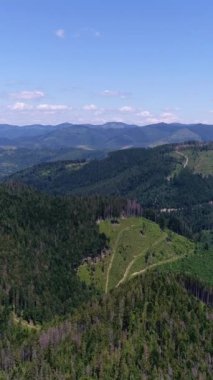 Dağlardaki sık bir ormanda dolambaçlı bir turistik patika, doğa ve ilkbahar manzarası ile çevrili. Açık hava keşiflerinin özü. Dikey video.