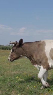 İnek, yemyeşil bir çayırda huzur içinde otluyor ya da kırsal bir çiftlikte otluyor. Hayvanların ve sığırların kırsal güzelliği. Dikey video.
