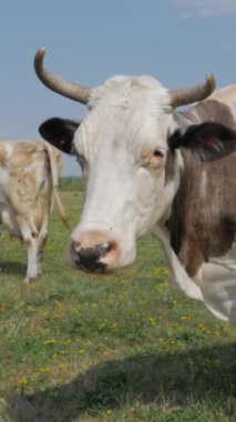 Sığırlar, yemyeşil bir tarlada otlayan inekler, taze otların tadını çıkarıyorlar. Doğa ve hayvanlarla dolu kırsal alan. Dikey video.