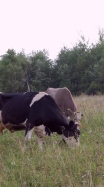 İnekler yemyeşil bir çayırda ya da kırsalda otlarlar. Kırsal hayatın ve hayvanların ya da sığırların doğayla uyumunun büyüleyici tasviri. Dikey video.