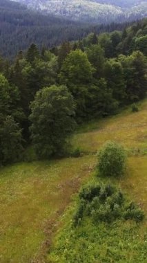 Dağlar ve yeşil bir orman ılık güneş ışığıyla yıkanmış, sakin bir vadide geçiyor. Havadan çekimde doğa ve ekolojinin uyumu vurgulanıyor. Dikey video.