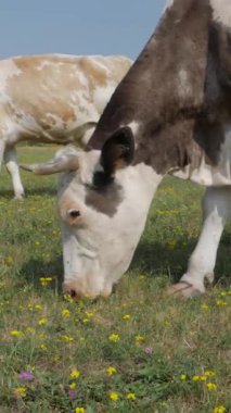 Yeşil bir tarlada otlayan ve ot yiyen inek sürüsü ya da kırsal bir alanda otlayan. Doğa ve sığırlarla dolu bir kır manzarası. Dikey video.