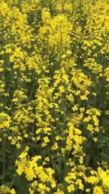 Sarı çiçeklerden oluşan bir tarla ve doğal bir yabanın güzelliğiyle çevrili uçsuz bucaksız bir gökyüzü içeren resmedilmiş doğa manzarası. Dikey video.