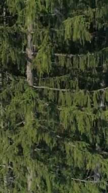Bereketli bir ormandaki yeşil ağaçların havadan görünüşü, baharda doğanın yenilenmesini bir dağ zeminine yansıtıyor. Dikey video.