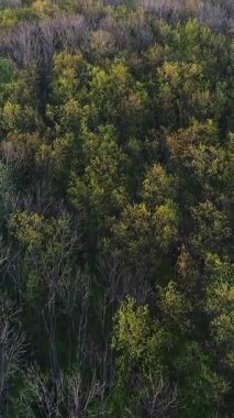 Doğa ve doğal yaşam ile çevrili orman ağaçlarının havadan görünüşü orman vadisini canlandırıyor. Dikey video.