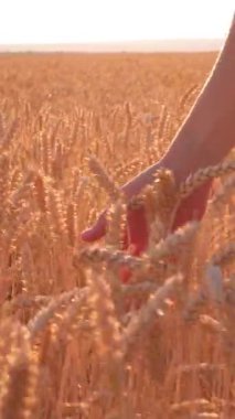 Açık havada buğday tarlasında yürüyen bir kadının yakın çekimi. Bitkilerle çevrili doğa ve açık hava ortamı. Dikey video.