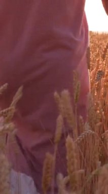 Kadın gün batımında doğa manzarasıyla çevrili buğday tarlalarında geziniyor. Kırsal kesimde vahşi doğada yürümenin zevki. Dikey video.