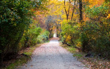 Gardiners Park Bay Shore 'daki toprak patika renkli sonbahar yapraklarıyla kaplıydı..