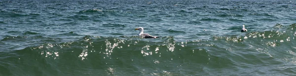 Vista Orizzontale Due Gabbiani Che Galleggiano Nell Oceano Atlantico Largo — Foto Stock