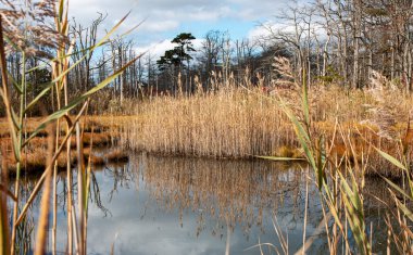Gardiners Park Suffolk County Long Island 'daki sudaki sazlığı yansıtan küçük bir gölete bakıyorum..
