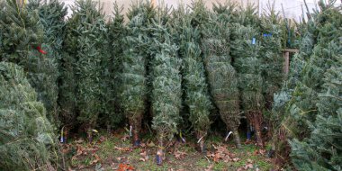 Noel ağaçlarına sarılmış bir şekilde, otoyolun kenarında dikilen bir Noel ağacından eve götürmeye hazırlar..