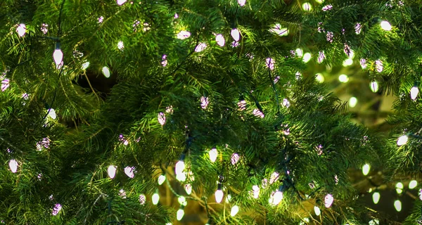 Background of a close up of lights on a very green Christmas Tree.