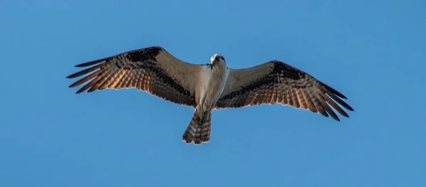 Pájaro Osprey Volando Por Encima Con Sus Alas Completamente Abiertas — Foto de Stock