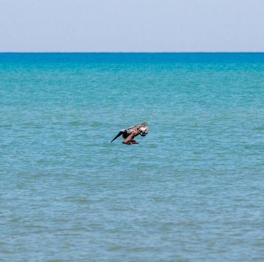 Kahverengi bir pelikan kuşu Florida 'da bir balık yakalamak için okyanusa dalışa geçiyor..