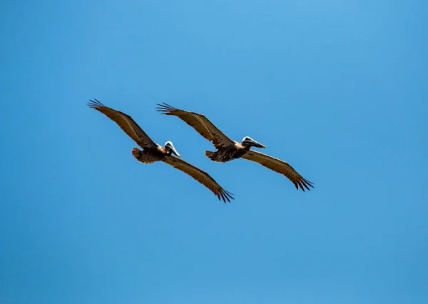 Dois Pelicanos Marrons Voando Céu Azul Acima Oceano Atlântico Procura — Fotografia de Stock