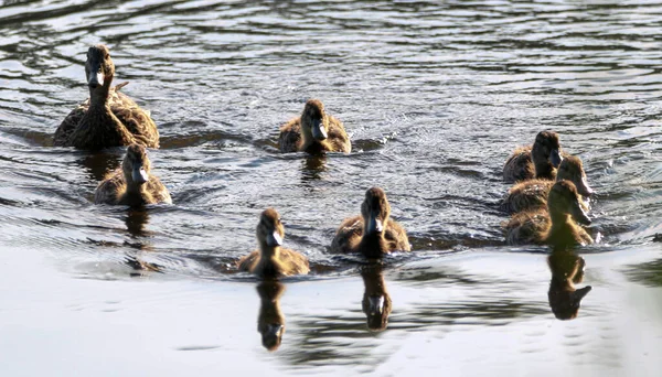 Female Mallard Duck Swimming Her Baby Ducks Pond — Stock Photo, Image
