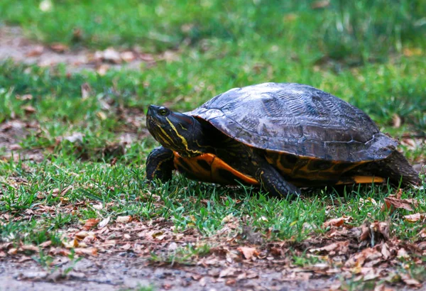 Side view of a snapping turtle laying eggs in the ground ot southards pond in Babylon Village New York.