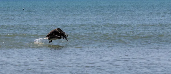 Zijaanzicht Van Een Bruine Pelican Flapperend Met Zijn Vleugels Hard — Stockfoto