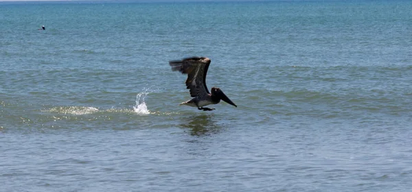 Vista Lateral Pelicano Marrom Salpicando Água Enquanto Tenta Decolar Voar — Fotografia de Stock