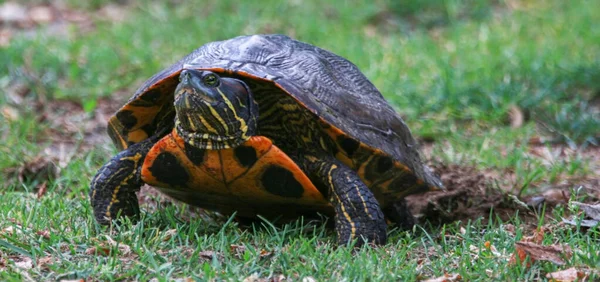 Close Front View Snapping Turtle Laying Her Eggs Grass Pond — Stock Photo, Image