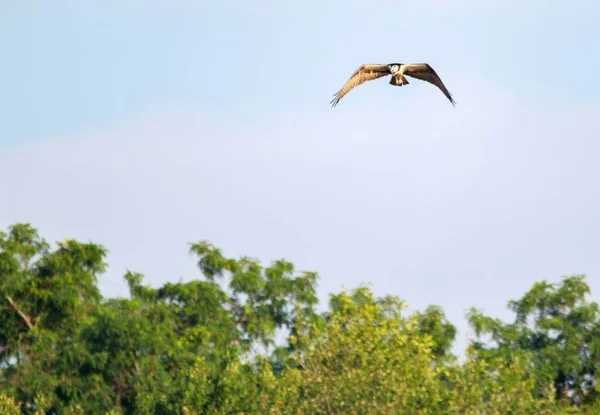 Jeden Ptak Ospray Wiszący Nad Jeziorem Southards Polowanie Ryby Rano — Zdjęcie stockowe