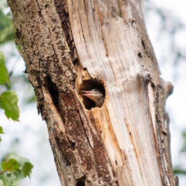 Yavru ağaçkakan, gagası açık bir şekilde ağaçtaki delikten dışarı bakıyor ve anneye beslenmesi için sesleniyor..