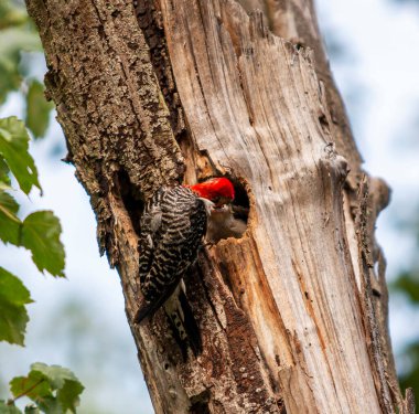 Bir ağaçkakanın ağaçta dikilip yavrusunu beslerken dikizlediği delikten....