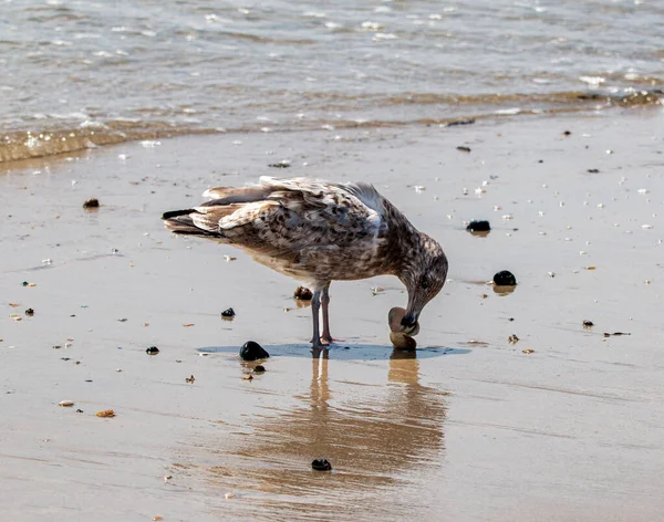 Brown and white seagull eating a clam at the waters edge on a beach on Long Island New York.