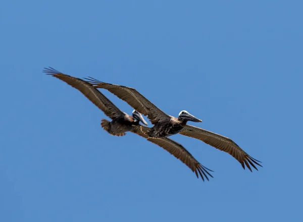 A couple of brown pelican birds flying through a blue sky