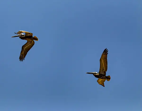 Looking up at Brown Pelican birds flying through a blue sky in Florida USA