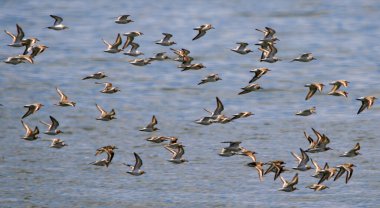 A flock of small plover birds flying over the Atlantic Ocean off the coast of Long Island New York USA