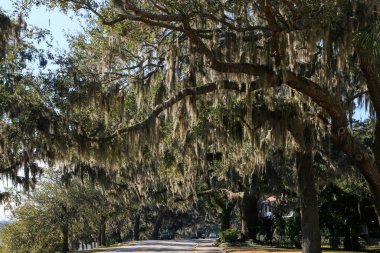 Körfez caddesinde asılı büyük meşe ağaçları Beaufort Güney Carolina 'daki dallarından sarkan İspanyol yosunlarıyla