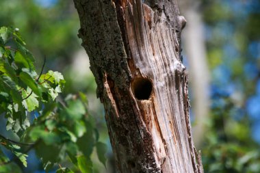 Ağaç kabuğunda belirgin bir delik gösteren bir ağaç gövdesinin yakından görüntüsü. Delik doğal bir olay gibi görünüyor, muhtemelen böcek hasarından ya da çürümesinden kaynaklanıyor..