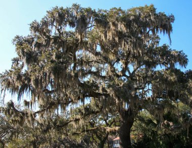 Tarihi Beaufort Güney Carolina 'da, körfez caddesinde sallanan İspanyol yosunlarıyla bir meşe ağacına bakıyorum..