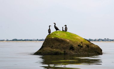 Dört çift tepeli karabatak kuşu Long Island 'ın kuzey kıyısındaki merkez limanında yeşil algee ile kaplı büyük bir kayanın üzerinde duruyor..