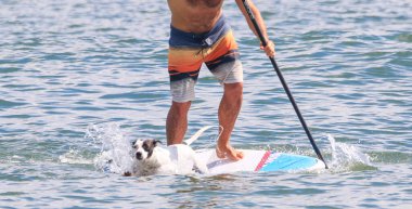 Adam köpeğiyle kürek çekiyor ve köpek suya atlıyor..